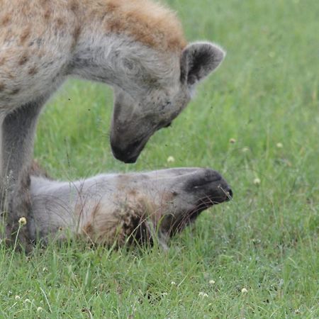 Ilkerin Camp Maasai Mara Bed & Breakfast Sekenani ภายนอก รูปภาพ