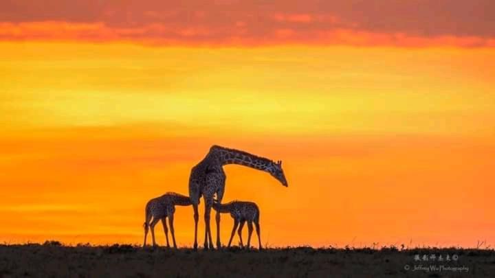 Ilkerin Camp Maasai Mara Bed & Breakfast Sekenani ภายนอก รูปภาพ