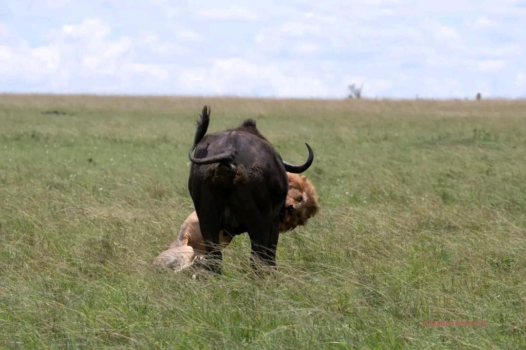 Ilkerin Camp Maasai Mara Bed & Breakfast Sekenani ภายนอก รูปภาพ