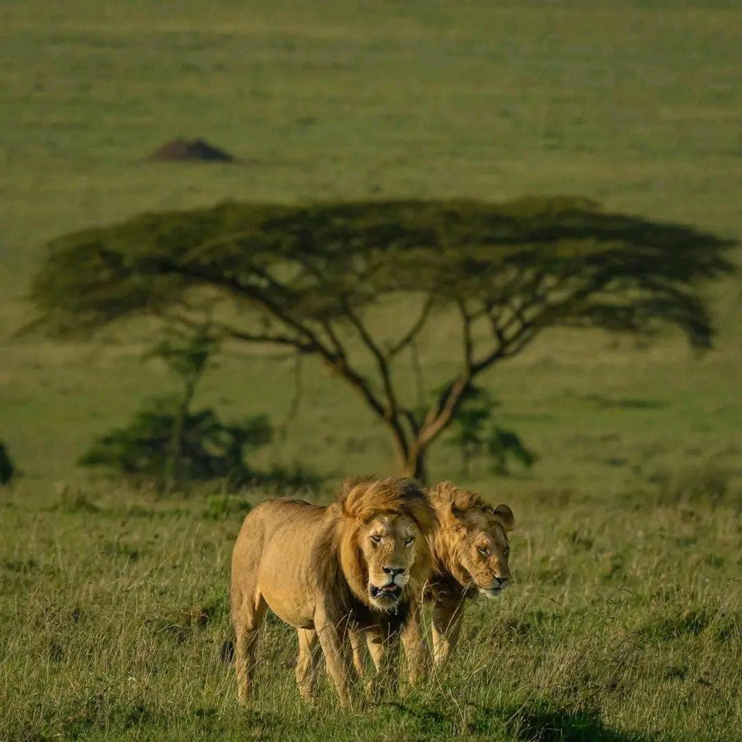 Ilkerin Camp Maasai Mara Bed & Breakfast Sekenani ภายนอก รูปภาพ