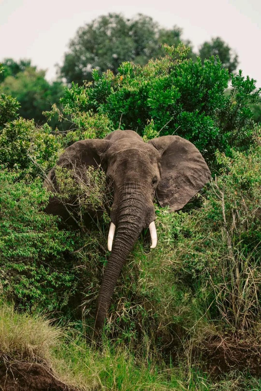 Ilkerin Camp Maasai Mara Bed & Breakfast Sekenani ภายนอก รูปภาพ