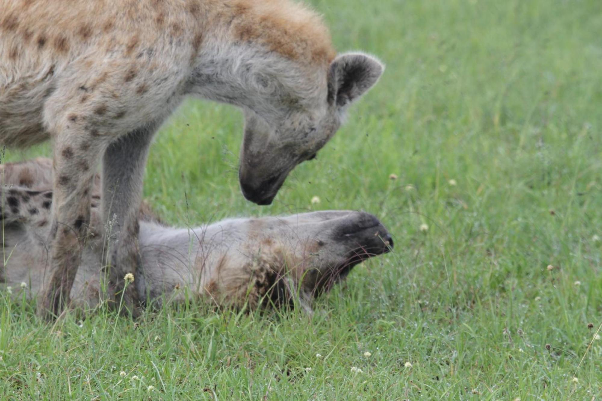 Ilkerin Camp Maasai Mara Bed & Breakfast Sekenani ภายนอก รูปภาพ
