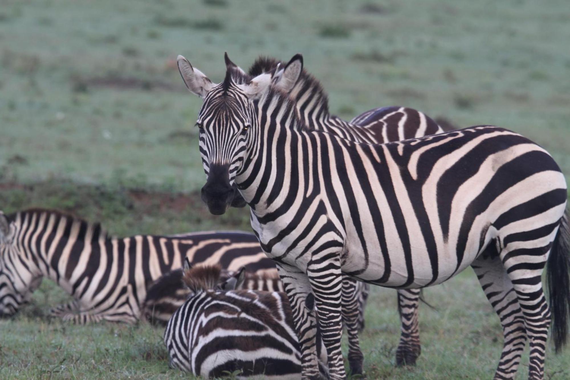 Ilkerin Camp Maasai Mara Bed & Breakfast Sekenani ภายนอก รูปภาพ