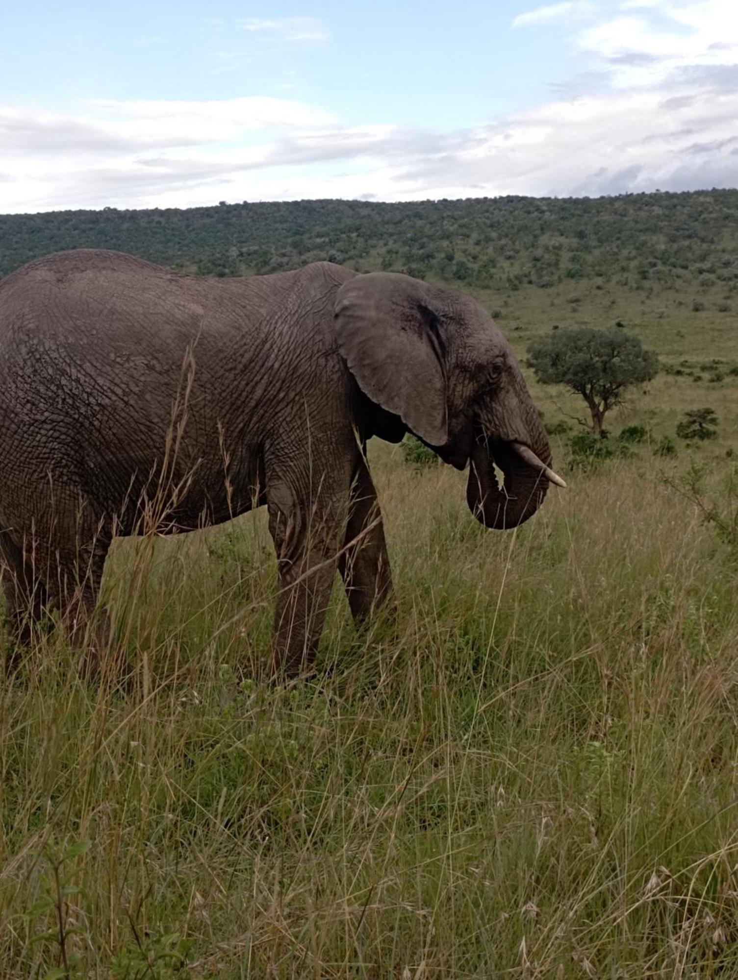 Ilkerin Camp Maasai Mara Bed & Breakfast Sekenani ภายนอก รูปภาพ