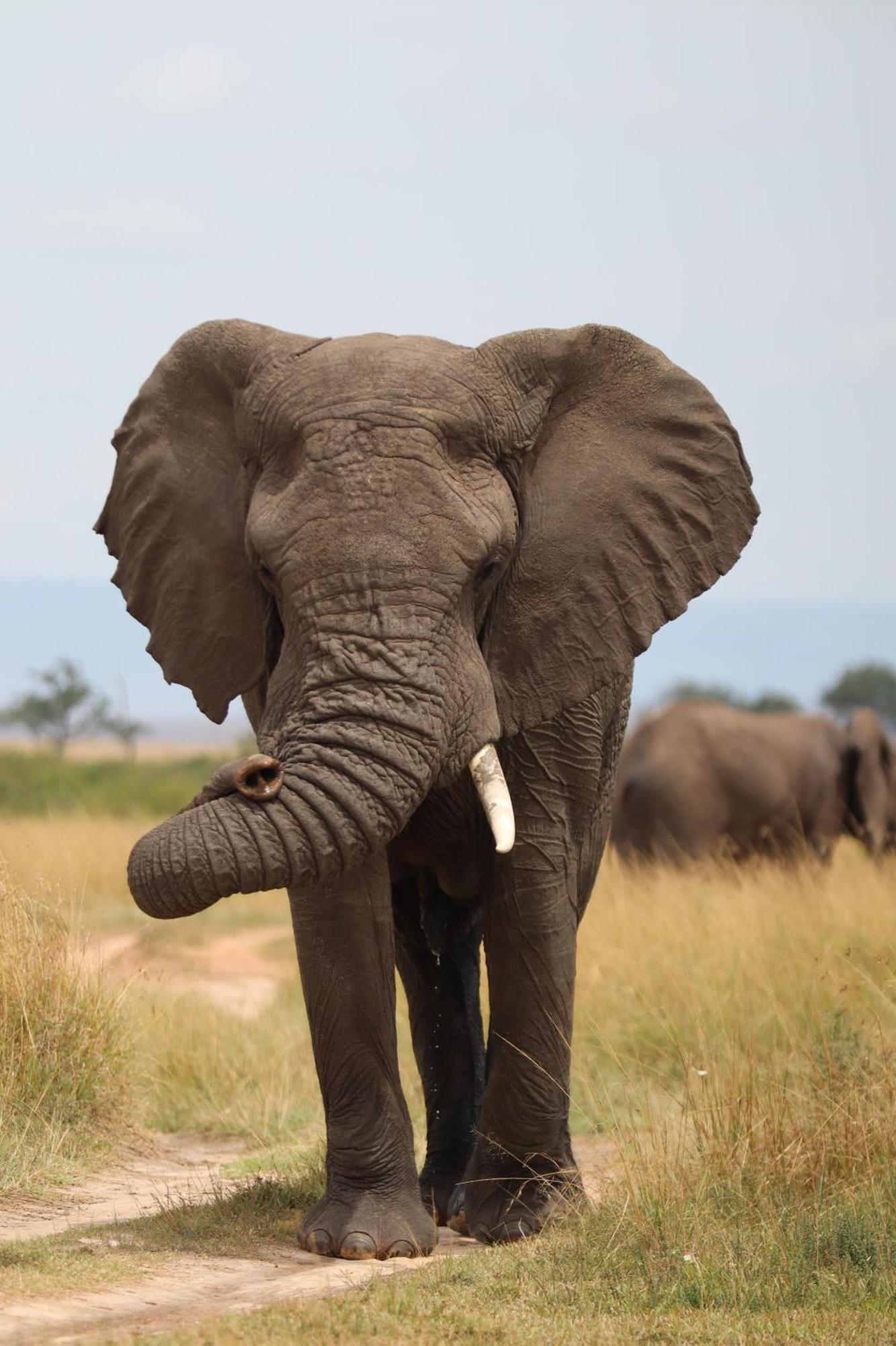 Ilkerin Camp Maasai Mara Bed & Breakfast Sekenani ภายนอก รูปภาพ